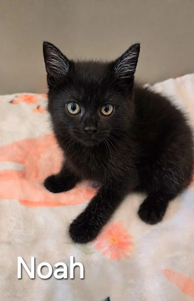 A baby small-sized male Domestic Short Hair cat named Noah for adoption in Sidney, OH