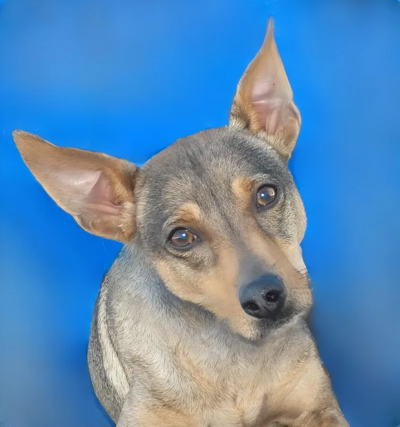 Rin Tin Tin thumbnail 2