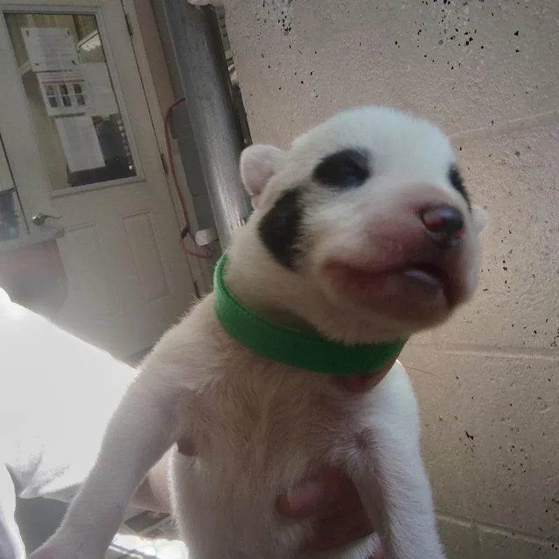 A baby small-sized female White / Cream Mixed Breed dog named Patch for adoption in Blairsville, GA