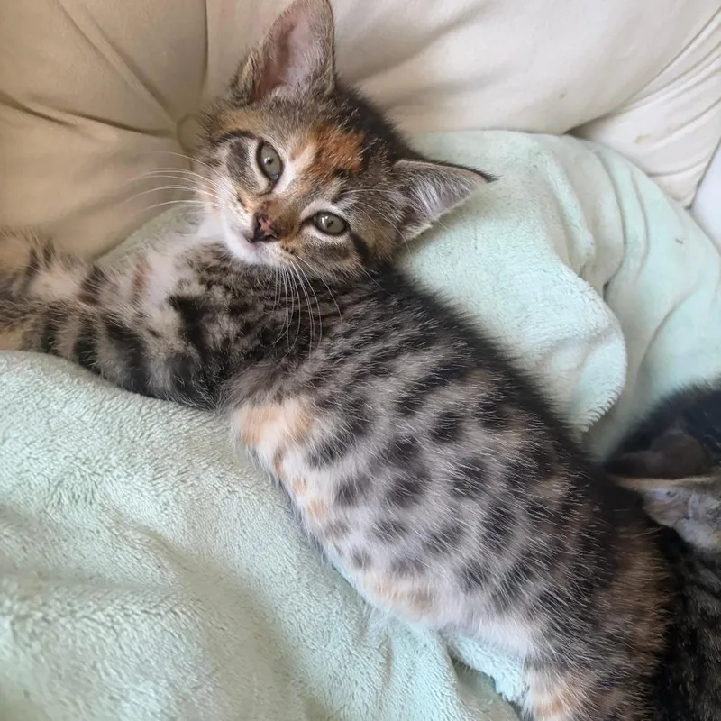 A baby small-sized female Brown / Chocolate Domestic Short Hair cat named Historia for adoption in Wheeling, IL