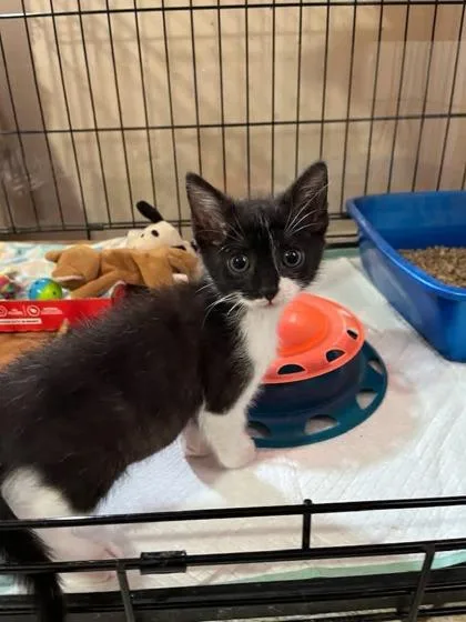 A baby small-sized male Domestic Short Hair cat named Ben for adoption in Clarks Summit, PA