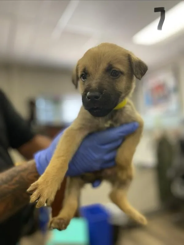 A baby medium-sized male Shepherd dog named Hector for adoption in Victorville, CA