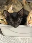 A baby medium-sized male Black Domestic Short Hair cat named Fitz for adoption in Heathsville, VA