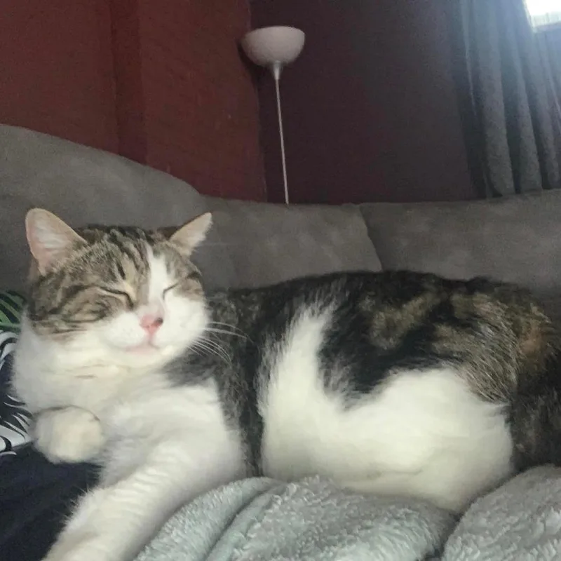 An adult medium-sized female Domestic Short Hair cat named Bella for adoption in Evansville, IN