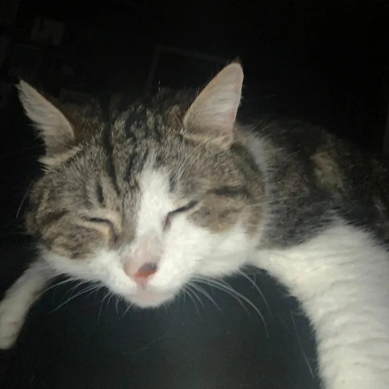 Bella thumbnail 3