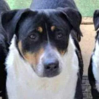 An adult medium-sized male Mixed Breed dog named Blitzen for adoption in Oak Park, MI