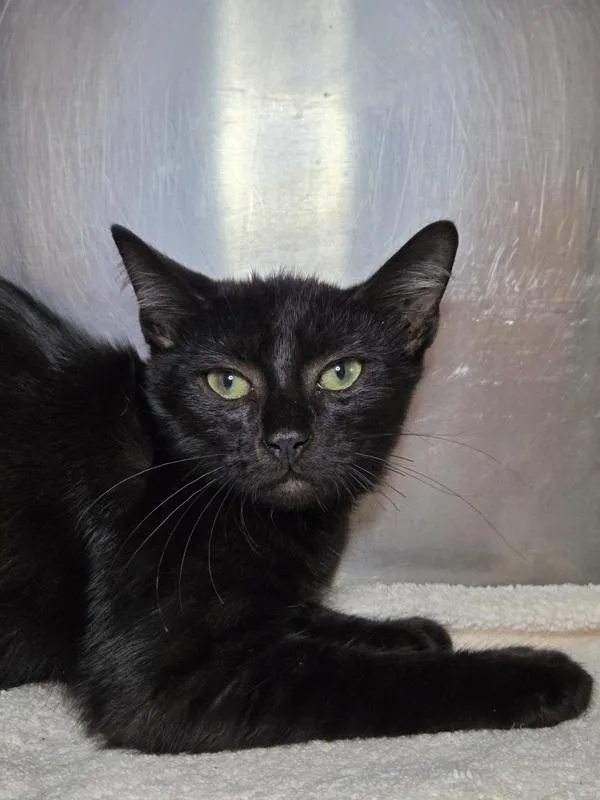 A baby small-sized male Domestic Short Hair cat named Ghost for adoption in Millersville, MD
