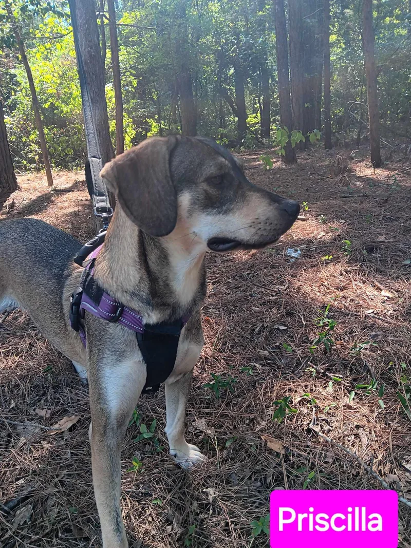 Priscilla thumbnail 2