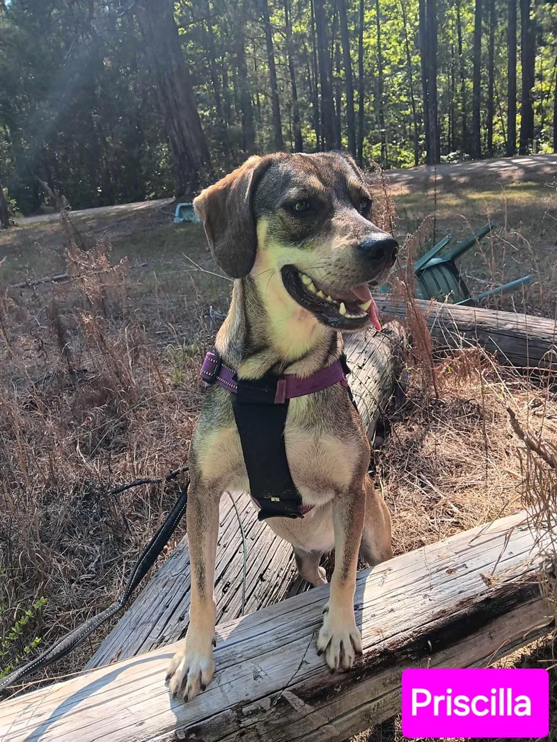 Priscilla thumbnail 3