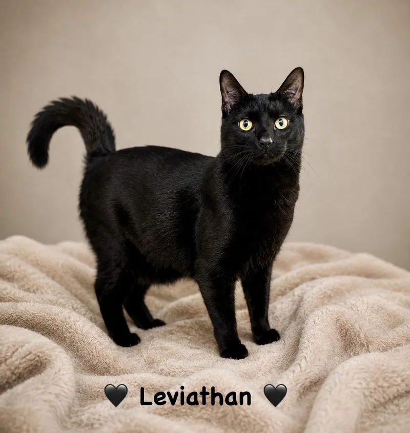 A young medium-sized male Black Domestic Short Hair cat named Leviathan for adoption in Copley, OH