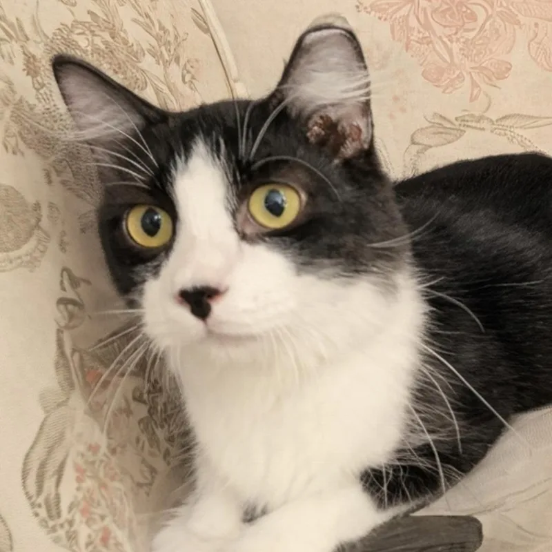An adult large-sized male Domestic Medium Hair cat named Badger for adoption in Boston, MA