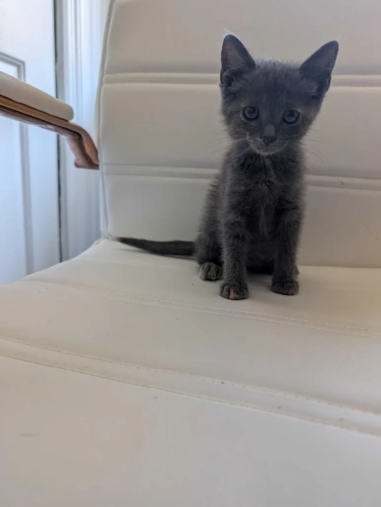 A baby medium-sized female Domestic Medium Hair cat named Dottie for adoption in Athens, AL
