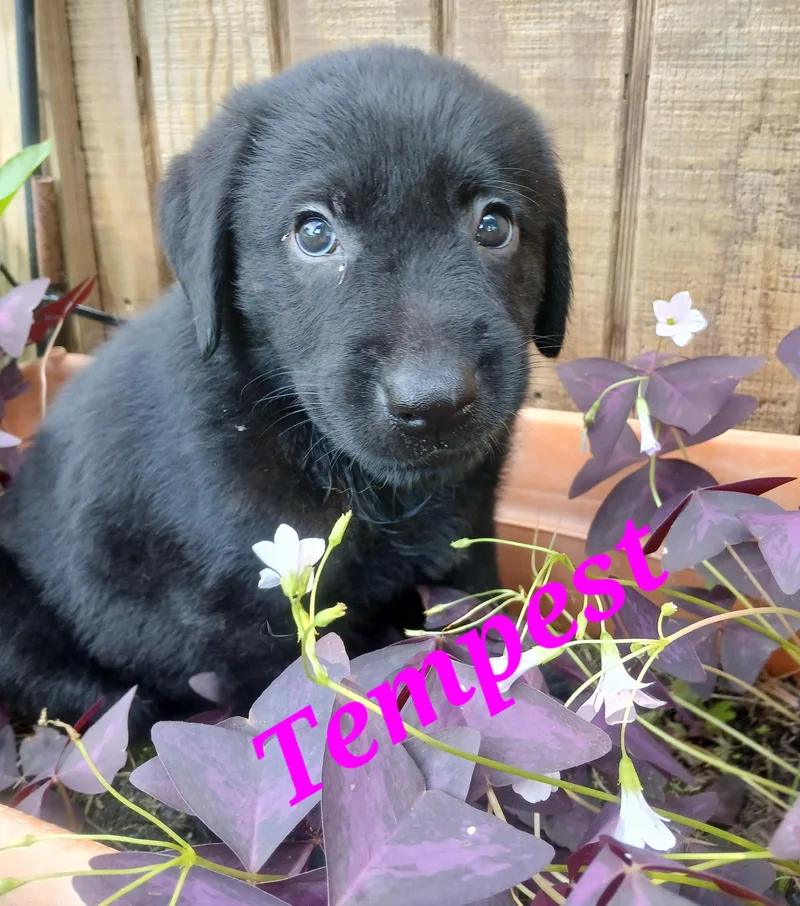 A baby medium-sized female German Shepherd Dog dog named Tempest for adoption in Rome, GA