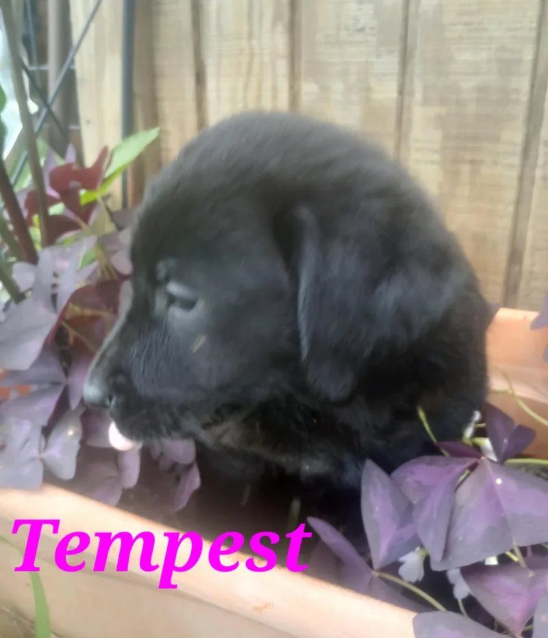 Tempest thumbnail 2