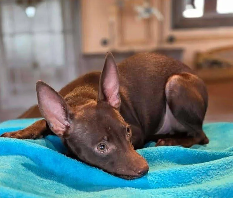 Chandler thumbnail 2