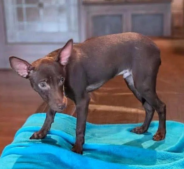 Chandler thumbnail 3