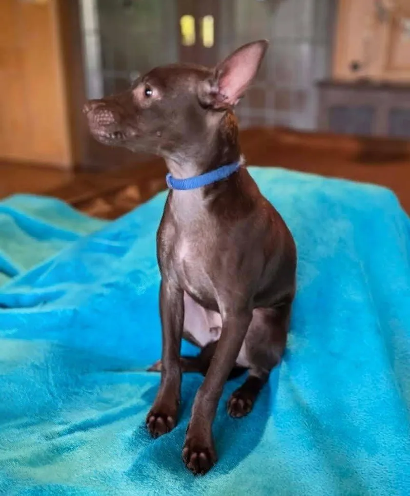 Chandler thumbnail 4