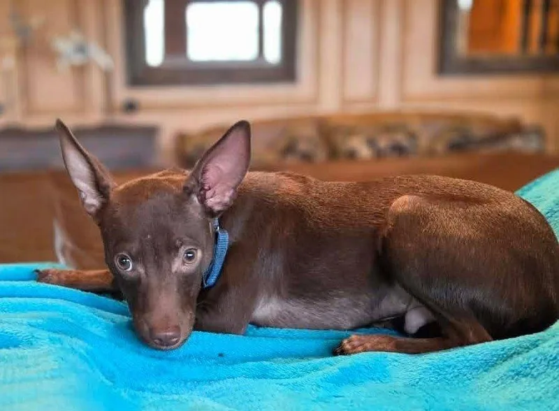 Chandler thumbnail 5