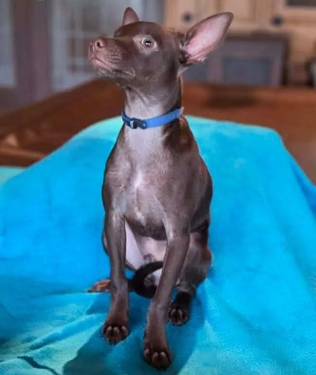 Chandler thumbnail 6