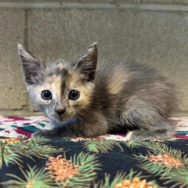 A baby small-sized female Domestic Short Hair cat named Inky for adoption in Riverside, CA