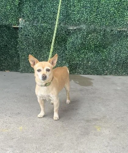 An adult small-sized female Yellow / Tan / Blond / Fawn Chihuahua dog named 61072869 for adoption in El Paso, TX