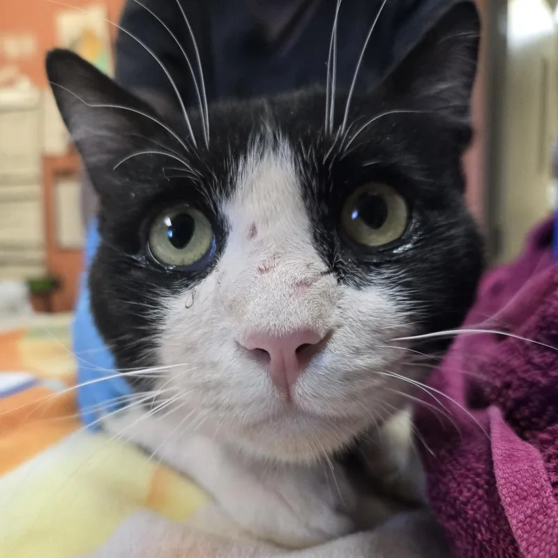 A young large-sized male American Shorthair cat named Miso for adoption in Flagstaff, AZ