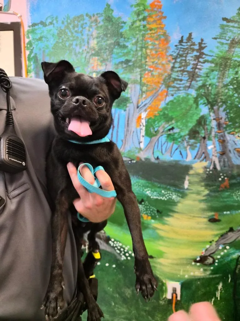 A young small-sized male Pug dog named Chowder for adoption in New Braunfels, TX