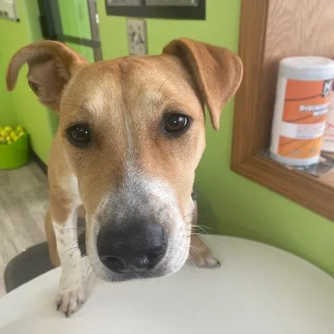 An adult medium-sized female Brown / Chocolate Mixed Breed dog named Princess for adoption in Ottawa, KS