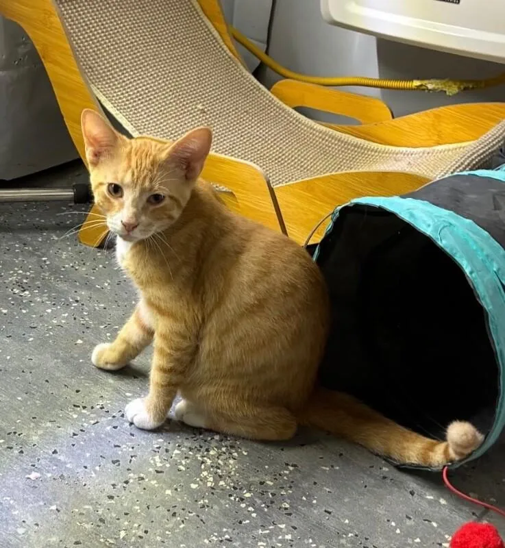 A young medium-sized male Orange / Red Domestic Short Hair cat named Doug for adoption in Grand Rapids, MI