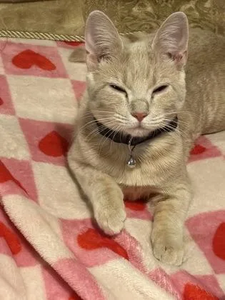 A young medium-sized female Domestic Short Hair cat named Guillemette `Gilley` for adoption in West Memphis, AR