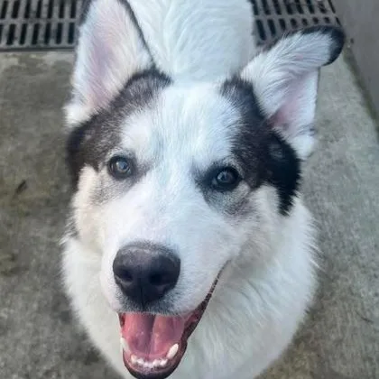 A young medium-sized male White / Cream Husky dog named Denali for adoption in Tinley Park, IL