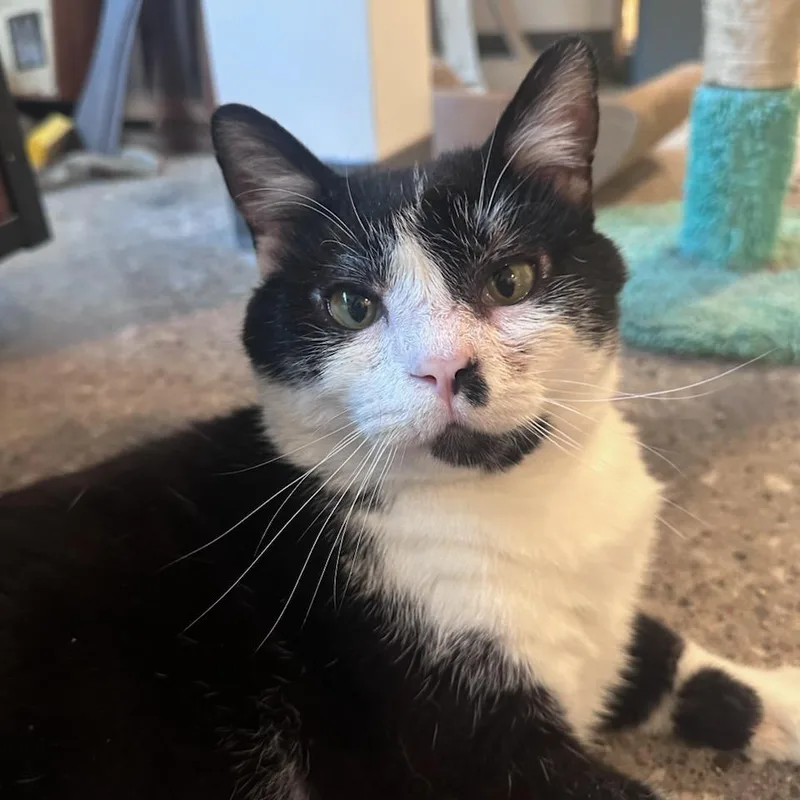An adult large-sized male Black Domestic Short Hair cat named Funkfreed for adoption in Davenport, IA