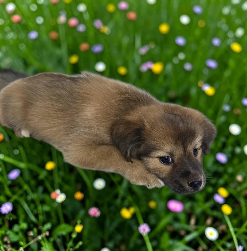 A baby small-sized male Chihuahua dog named Luke for adoption in Dallas, GA