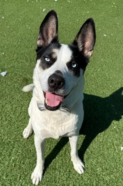 An adult medium-sized male Tricolor (Brown, Black, & White) Husky dog named Lincoln for adoption in Long Beach, NY