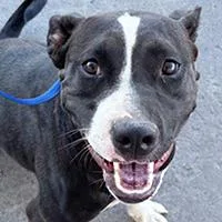 A young large-sized female American Staffordshire Terrier dog named Finny  URGENT for adoption in Thousand Oaks, CA