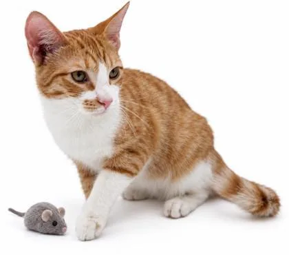 A young small-sized male Domestic Short Hair cat named Blaze for adoption in Bowling Green, KY