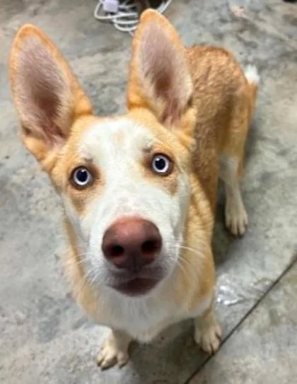 A baby medium-sized male Husky dog named Gravy Boat for adoption in Lampasas, TX