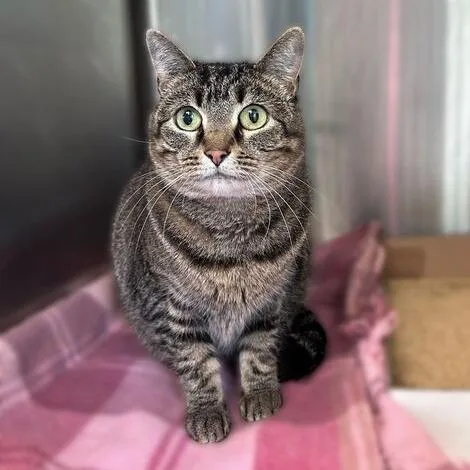 An adult medium-sized female Brown / Chocolate Domestic Short Hair cat named Cookie Crisp for adoption in Davenport, IA