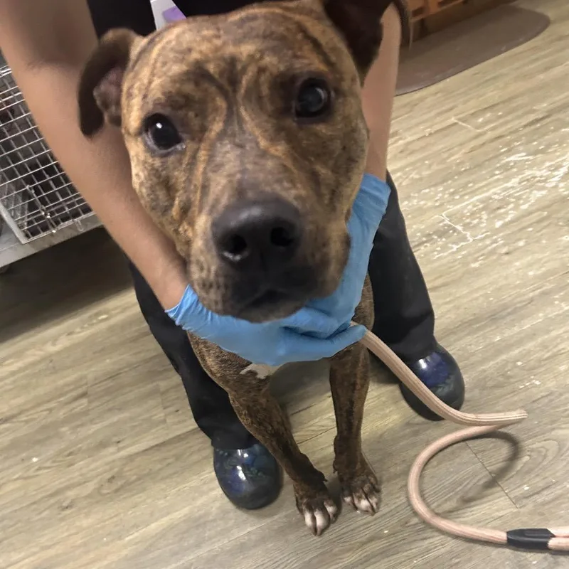 An adult medium-sized male Brown / Chocolate Mixed Breed dog named Zayne for adoption in Summerville, SC