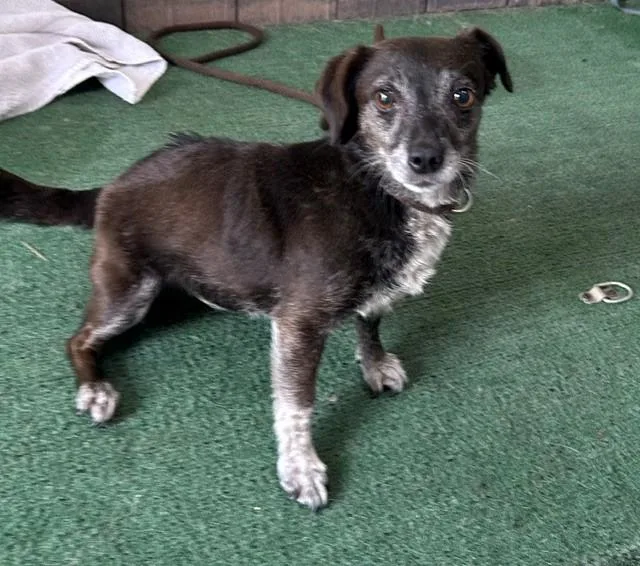An adult medium-sized female Chihuahua dog named Luna for adoption in Baldwin Park, CA