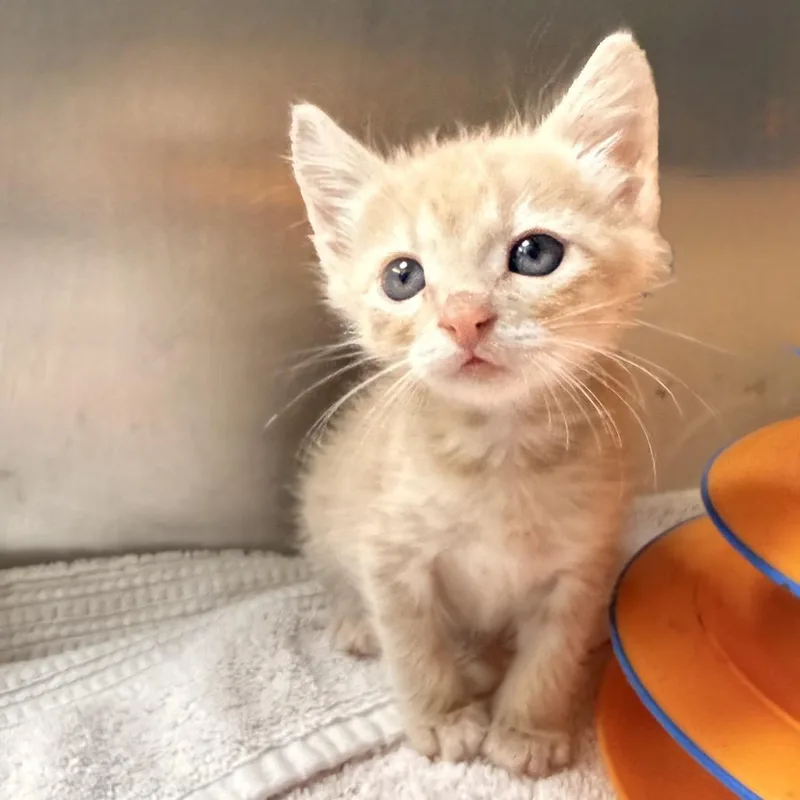 A baby small-sized male Buff / Tan / Fawn Domestic Short Hair cat named Sail for adoption in Palm Springs, CA