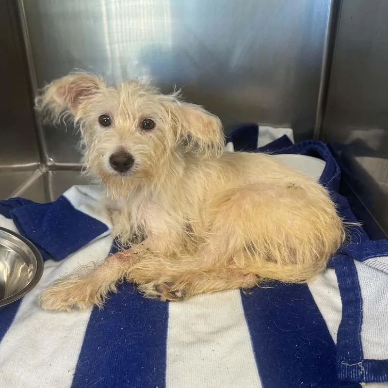 A baby small-sized male Poodle dog named Hawkins for adoption in Minneapolis, MN