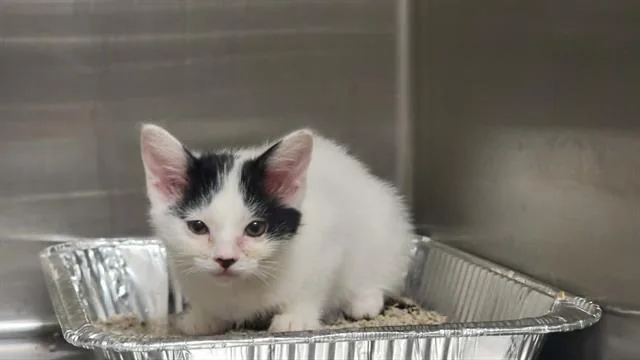 A baby small-sized female Domestic Short Hair cat named Alyssa for adoption in Tustin, CA
