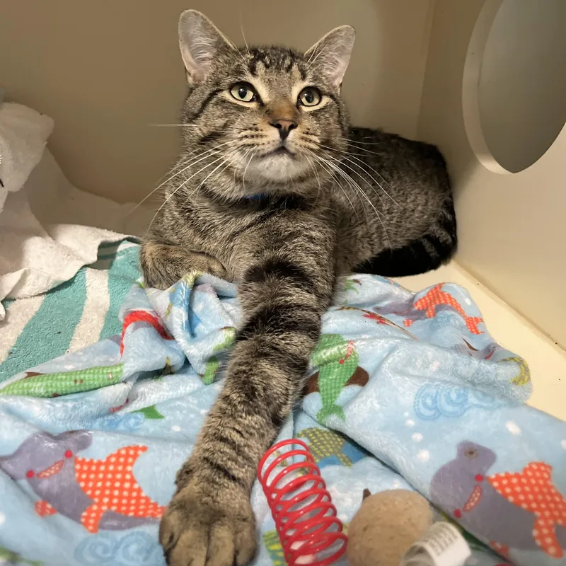 An adult medium-sized male Tabby (Brown / Chocolate) Domestic Short Hair cat named Baxter for adoption in Victor, NY
