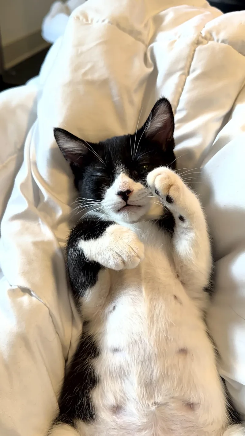 A baby small-sized male Black & White / Tuxedo Domestic Short Hair cat named Huey for adoption in Coconut Creek, FL