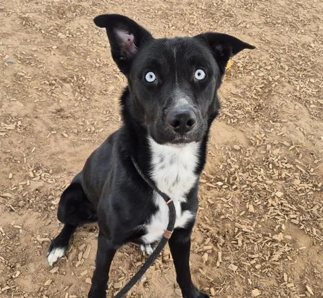 A young medium-sized male Husky dog named Oreo for adoption in Albuquerque, NM