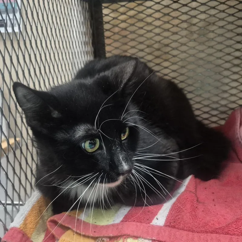 An adult medium-sized male Black Domestic Short Hair cat named Pierogi for adoption in Tacoma, WA