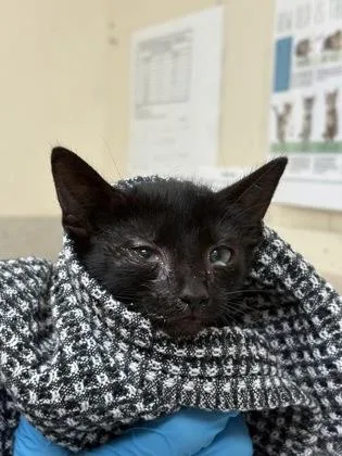 A baby small-sized male Domestic Short Hair cat named Vinny for adoption in Honolulu, HI