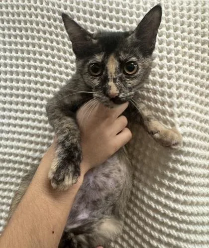 A baby medium-sized female Domestic Short Hair cat named Jojo for adoption in Honolulu, HI