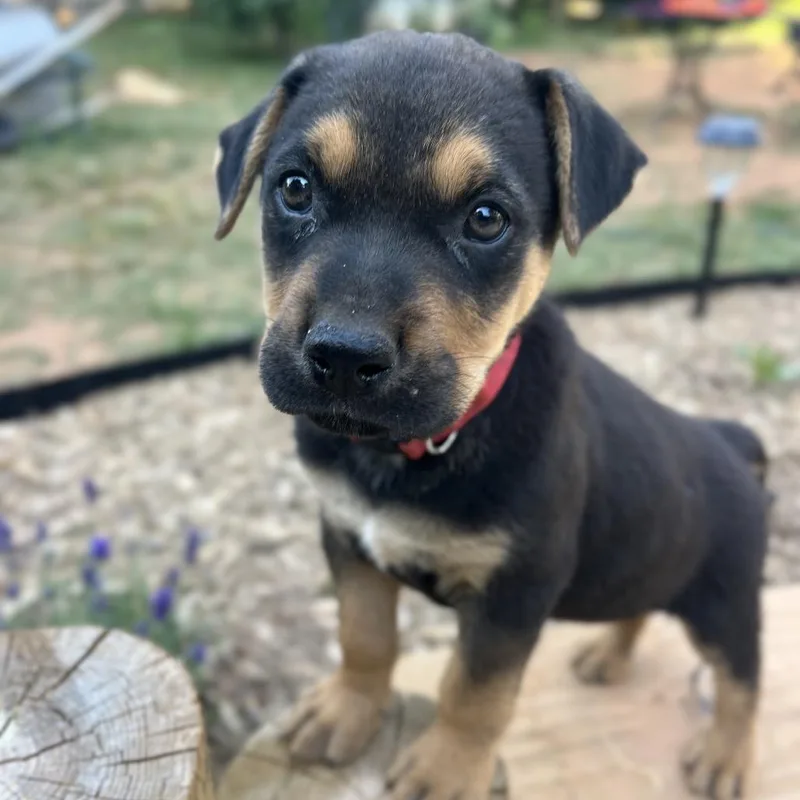 A baby small-sized male Shepherd dog named Liverpool for adoption in Wake Forest, NC